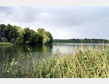 Seeufer mit hohem Schilf im Vordergrund, einem ruhigen See und bewaldetem Ufer im Hintergrund. Einige Möwen sitzen auf Schilfhalmen, während der Himmel teils bewölkt ist.