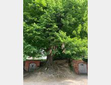 Großer Baum mit dichten grünen Blättern, der auf einer kleinen Erhöhung wächst. Links und rechts des Baumstamms befinden sich gemauerte Eingänge mit Rundbögen aus rotem Backstein und Holztüren, vermutlich zu Kellern oder Lagerräumen.