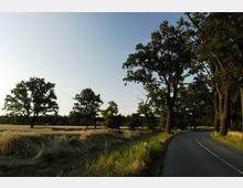 Landschaft mit einer schmalen asphaltierten Landstraße, die sich durch Felder und Wiesen schlängelt, gesäumt von hohen, verzweigten Bäumen. Im Hintergrund sind weitere Bäume und offenes Feld unter einem klaren, hellen Himmel zu sehen.