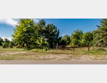 Eine ländliche Szene mit Bäumen und dichtem Grün, im Vordergrund ein unbefestigter Boden und eine schmale Straße, sowie ein verrostetes Metalltor, das einen eingezäunten Bereich abschirmt. Der Himmel ist klar und blau.