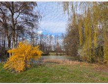Ufer eines kleinen Sees mit Wiese im Vordergrund, umgeben von hohen, teils kahlen Bäumen und Schilf am Wasser. Rechts hängen lange Zweige einer Weide herab, links steht ein leuchtend gelb blühender Strauch vor dem Himmel mit leichter Bewölkung.