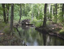 Ein klarer, ruhiger Bach fließt durch einen dichten Wald mit hohen Bäumen und üppigem Laubwerk; am Ufer sind umgestürzte Bäume und Wurzeln sichtbar.