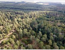 Luftaufnahme eines dichten Waldes, überwiegend mit Nadelbäumen und vereinzelten Laubbäumen. Im Hintergrund sind Felder und ein Horizont mit weiteren Waldgebieten sichtbar.
