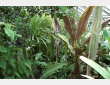 Ein dicht bepflanztes Gewächshaus mit tropischen Pflanzen wie Bananenstauden, Palmen und rankenden Gewächsen. Im Hintergrund sind Glaswände und ein Glasdach des Gewächshauses sichtbar.