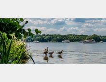 Seeufer mit Enten im flachen Wasser, umgeben von Schilf und überhängenden Zweigen; im Hintergrund ein See mit Booten und eine bewaldete Uferlandschaft unter bewölktem Himmel.