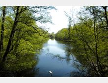 Ein schmaler Fluss oder Teich, umgeben von dichtem, grünem Laubwald. Im Vordergrund schwimmt ein weißer Schwan, während im Hintergrund ein hohes Gebäude sichtbar ist.