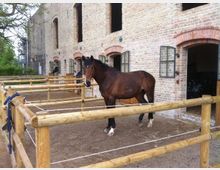 Ein Pferd steht in einem eingezäunten Auslauf vor einem Gebäude aus Ziegelstein mit offenen Stallfenstern und Holzboxentüren. Im Hintergrund sind weitere Ausläufe und grüne Bäume zu sehen.