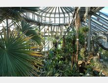 Ein Gewächshaus mit viel Sonneneinstrahlung, gefüllt mit verschiedenen tropischen Pflanzen und Palmen, sowie hängenden Moosen und Lianen. Die gewölbte Glas- und Stahlkonstruktion bietet eine helle, luftige Umgebung für die Vegetation.