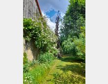 Ein kleiner Garten mit einer Wiese, umgeben von dichtem Grün. Links steht eine Holzwand eines Gebäudes, die mit blühenden Kletterpflanzen bedeckt ist, während rechts hohe Bäume Schatten spenden.