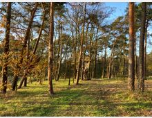 Ein lichter Wald mit hohen, teils krummen Bäumen, deren Blätter vereinzelt herbstlich gefärbt sind. Im Hintergrund steht ein Holzhochstand, umgeben von weich beleuchtetem Gras und vereinzeltem Gebüsch.