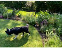 Ein grüner Garten mit gepflegtem Rasen, Beeten voller Blumen und Sträucher, die von einem Metallzaun umgeben sind. Im Vordergrund steht ein schwarz-weißer Hund mit einem kleinen Ball im Maul.