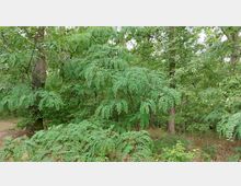 Dichter Wald mit verschiedenen Laubbäumen und üppigem Unterholz, darunter Pflanzen mit farnartigen Blättern. Der Boden ist teils von Gras und Blättern bedeckt.