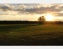 Grüne Wiese bei Sonnenuntergang, mit einer Baumgruppe rechts und einem dichten Wald am Horizont, teils von Wolken bedeckter Himmel.