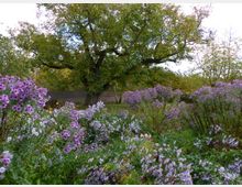 Ein blühender Garten mit violetten und pinken Blumen, umgeben von dichtem grünen Laub. Im Hintergrund steht ein großer Baum vor einem hölzernen Zaun, hinter dem weitere Bäume sichtbar sind.