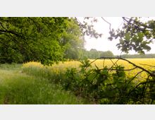 Wiese mit gelbem Rapsfeld im Hintergrund, umgeben von dichtem Laubwald. Überhängende Äste und frisches Grün rahmen die Szenerie ein.