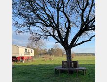 Große Wiese mit einem blattlosen Baum, um dessen Stamm eine runde Holzbank steht. Im Hintergrund ist ein heller Pferdewagen mit roten Rädern und vereinzelten Bäumen sichtbar, daneben ein Zaun und eine weitläufige Landschaft.
