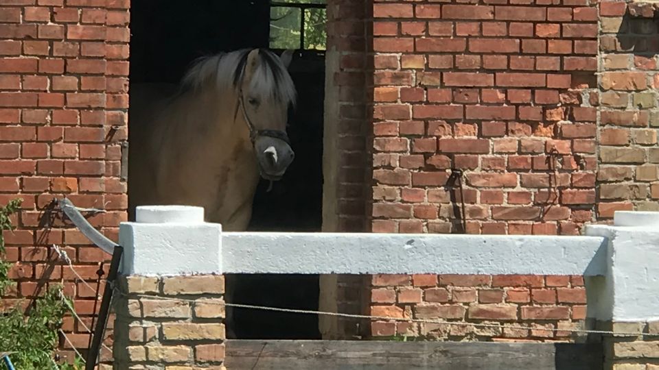 Eingang eines Backsteinstalls mit rundbogigem Türsturz und Außenlampe über der Öffnung. Davor steht ein niedriger Zaun aus Holz und gemauerten Pfeilern auf einer grasbewachsenen Fläche.