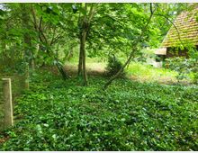 Ein waldbedecktes Grundstück mit dichtem Efeubewuchs am Boden, mehreren schlanken Bäumen und einem Maschendrahtzaun auf der linken Seite. Im Hintergrund ist ein Gebäude mit einem steil geneigten Ziegeldach zu sehen.