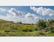 Wiese mit gelben Wildblumen und vereinzelten Büschen, im Hintergrund eine leicht hügelige Landschaft mit Bäumen und einem leicht bewölkten Himmel; rechts im Vordergrund steht eine Holzbank neben dichtem Gebüsch.
