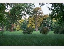 Waldlichtung mit hohem Gras und vereinzelten Sträuchern, umgeben von dicht bewachsenen Laub- und Nadelbäumen. Im Hintergrund stehen mehrere große, alte Bäume, teils mit kahlen Ästen.