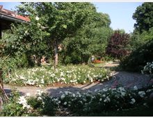 Ein Garten mit gepflastertem Weg, umgeben von dichten Büschen weißer Rosen und verschiedenen Bäumen. Im Hintergrund sind weitere Pflanzen und ein kleiner Bereich mit roten Blumen erkennbar.