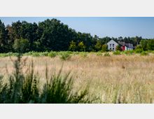 Graslandschaft mit hohem, trockenen Gras im Vordergrund, dahinter Büsche und eine dichte Baumreihe. Am rechten Bildrand ist ein modernes Gebäude mit weißer Fassade und roten Akzenten zu sehen.