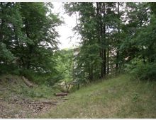 Waldlichtung mit dichtem Baumbestand, vereinzeltem liegendem Geäst und Grasbewuchs, im Hintergrund ein Metallzaun und teilweise sichtbare Gebäudefassaden.