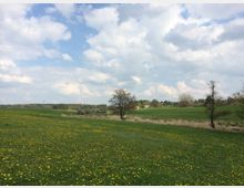 Weite Wiesenlandschaft mit gelben Löwenzahnblüten, einzelnen Bäumen und einem Hintergrund aus Wald und kleinen Gebäuden unter einem bewölkten Himmel.