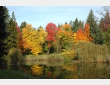 Teichlandschaft mit herbstlich gefärbten Bäumen in Gelb, Rot und Orange, umgeben von hohen Nadelbäumen. Die Bäume und das Schilf spiegeln sich im ruhigen Wasser des Teichs.