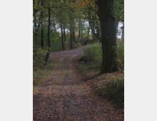 Ein schmaler, gewundener Waldweg bedeckt mit Herbstblättern, umgeben von hohen Laubbäumen, die vereinzelt mit Efeu bewachsen sind. Tageslicht dringt durch das Blätterdach und beleuchtet den Weg sowie das umliegende Buschwerk.