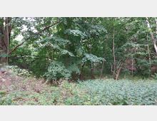 Dichter Wald mit verschiedenen Laubbäumen und Unterbewuchs aus Sträuchern und Kräutern. Der Boden ist bedeckt von Grünpflanzen, und vereinzelte Äste ragen in das Bild.