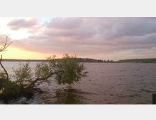 Ein See mit ruhiger Wasseroberfläche bei Sonnenuntergang, im Vordergrund ein schräg ins Wasser ragender Baum. Am Horizont sind bewaldete Ufer und einige Segelboote sichtbar, darüber eine Wolkendecke mit rosa und gelben Lichtreflexen.