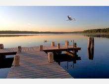 Holzsteg an einem ruhigen See bei Sonnenaufgang, mit einem Schwan im Wasser und einem Vogelflug über der spiegelglatten Oberfläche; im Hintergrund dichter Baumbestand.