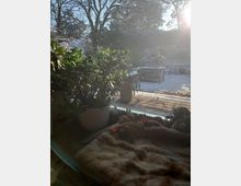 Ein Fenster mit Blick auf einen verschneiten Garten, umgeben von Bäumen, durch den die tiefstehende Sonne scheint. Im Vordergrund stehen Zimmerpflanzen in weißen Töpfen auf einer Fensterbank, die mit einer braunen Decke bedeckt ist.