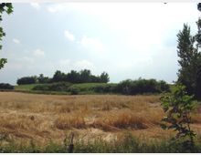 Weites Feld mit trockenem, goldbraunem Gras im Vordergrund, umgeben von grünen Büschen und Bäumen im Hintergrund unter einem leicht bewölkten Himmel. Ein einzelner Baum und einige Blätter rahmen das Bild seitlich ein.