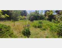 Ein grüner, leicht verwilderter Garten mit hoher Wiese, vereinzelten Blumen und Büschen. Im Hintergrund steht ein Baumstumpf mit einem Blumentopf sowie einige dichte Sträucher und Bäume.