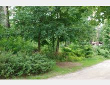 Eine grüne Waldszene mit dichtem Laubwerk, einem unbefestigten Weg und einem Holzzaun im Vordergrund. Im Hintergrund ist ein Gebäude mit braunem Dach teilweise sichtbar, umgeben von Bäumen und Sträuchern.