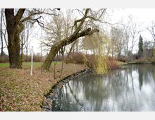 Ein kleiner See in einer parkähnlichen Landschaft mit kahlen Bäumen und einem gebogenen Weidenbaum, dessen Zweige über das Wasser hängen. Am Ufer liegen heruntergefallene Blätter, und das Wasser spiegelt die Umgebung.