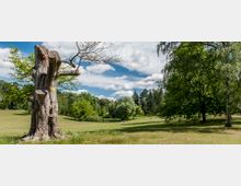 Ein weitläufiger Park mit einer offenen Rasenfläche, umgeben von Bäumen und Sträuchern. Im Vordergrund steht ein großer, abgestorbener Baumstamm mit abgesägten Ästen, während der Himmel von weißen Wolken bedeckt ist.