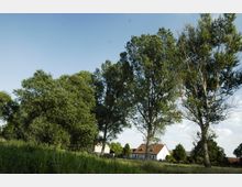 Grüne Wiese mit hohen, dicht belaubten Bäumen im Vordergrund, im Hintergrund mehrere Wohnhäuser mit roten Ziegeldächern und hellem Verputz unter einem klaren blauen Himmel.