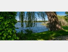 Uferbereich eines Sees mit schattiger Rasenfläche, großem Baumstamm und herabhängenden Weidenzweigen im Vordergrund. Am Wasser liegen Schilfgürtel, und am gegenüberliegenden Ufer ist eine bewaldete Uferlinie zu sehen.