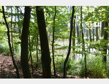 Dichter Laubwald mit mehreren dünnen Baumstämmen und grünen Blättern, im Hintergrund ein sumpfiges Gewässer mit Schilf und reflektierendem Licht. Der Boden ist mit Laub und Ästen bedeckt.