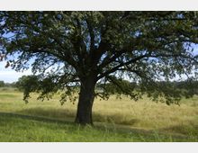 Großer Baum mit weit ausladenden Ästen inmitten einer Wiesenlandschaft unter blauem Himmel. Im Hintergrund sind weitere Bäume und eine offene, grasbewachsene Fläche zu sehen.