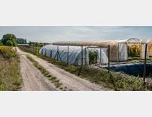 Schotterweg neben mehreren mit Plastikplanen bedeckten Gewächshäusern, umgeben von einem Maschendrahtzaun; im Hintergrund Wiese, Bäume und freies Feld unter leicht bewölktem Himmel.