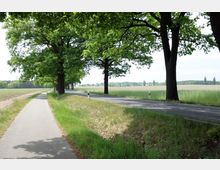 Ländliche Straße mit daneben verlaufendem asphaltiertem Radweg, gesäumt von großen, dicht belaubten Bäumen. Im Hintergrund sind weite Felder und eine Baumreihe sichtbar.