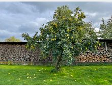 Ein Obstbaum mit vielen gelben Früchten steht auf einer Rasenfläche, darunter liegen zahlreiche herabgefallene Früchte. Im Hintergrund verläuft ein überdachter Holzlagerplatz mit gestapelten Holzscheiten vor einem bewölkten Himmel.