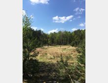 Lichtung mit trockenem Gras und vereinzelten jungen Kiefern, umgeben von dichtem Mischwald. Darüber ein weiter blauer Himmel mit einigen weißen Wolken.