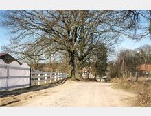 Eine ländliche Straße mit sandigem und teilweise gepflastertem Untergrund, gesäumt von einem großen, unbelaubten Baum und einem weißen Holzzaun auf der linken Seite. Im Hintergrund sind Häuser mit roten Dächern und eine bewaldete Landschaft zu sehen.