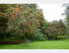 Grüne Parklandschaft mit mehreren Bäumen, die mit leuchtend roten Beeren behangen sind. Der Boden ist mit Gras bedeckt, und im Hintergrund befinden sich dichtere Baumgruppen.