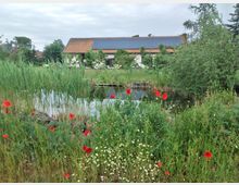 Ein Naturgarten mit Teich, umgeben von Schilf, Mohnblumen und anderen Wildblumen; im Hintergrund steht ein Gebäude mit Solarpaneelen und rotem Ziegeldach, umgeben von Bäumen und Wiesen.